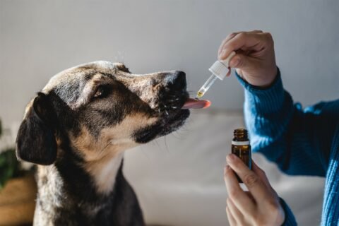 Hemp Oil for Dogs